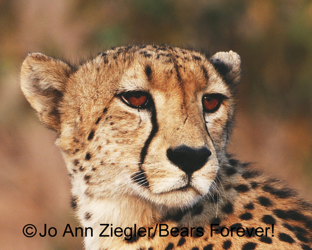 Picture Frame Mat Leopard Cheetah Jaguar Animal Print 8x10 for 5x7