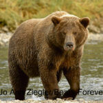 Shop Wyoming Brown Bears Photography Prints 5×7