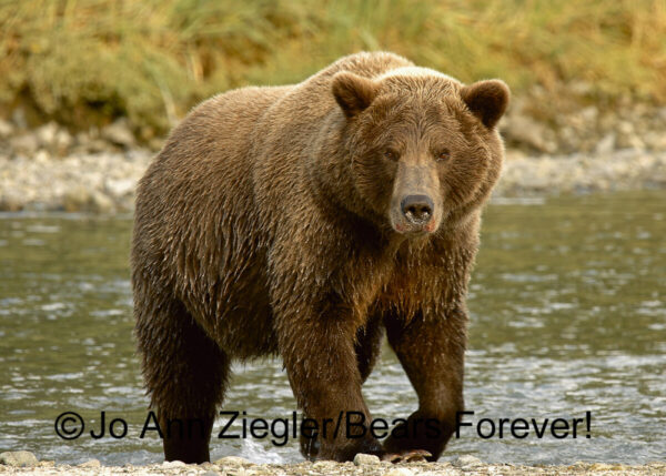 Shop Wyoming Brown Bears Photography Prints 5×7