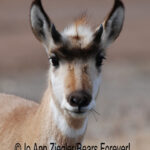 Shop Wyoming Buffalo & Antelope Critters Photography Prints 8×10