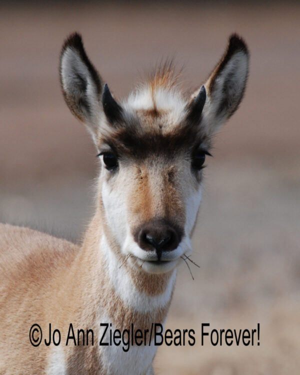 Shop Wyoming Buffalo & Antelope Critters Photography Prints 5X7