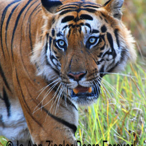 Shop Wyoming Bengal Tigers Photography Prints 5X7