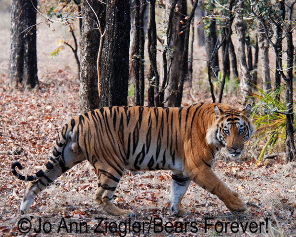 Shop Wyoming Bengal Tigers Photography Prints 8×10