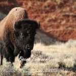 Shop Wyoming Buffalo & Antelope Critters Photography Prints 5X7