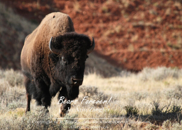 Shop Wyoming Buffalo & Antelope Critters Photography Prints 8×10