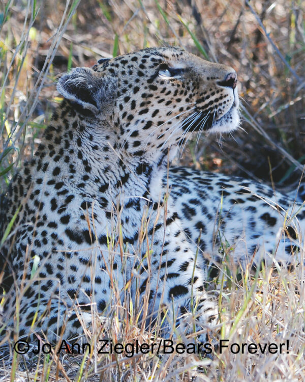 Shop Wyoming African Critters Photography Prints 5×7