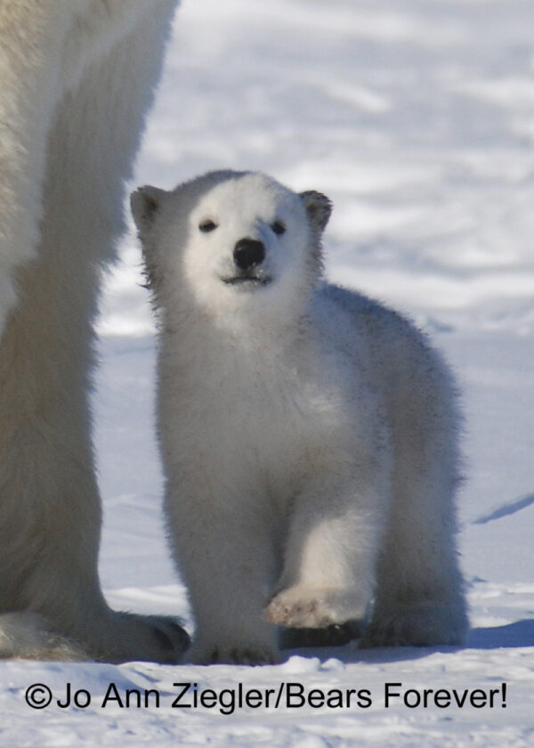 Shop Wyoming Polar Bears Photography Prints 5×7