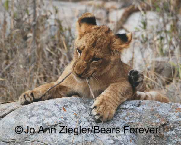 Shop Wyoming African Critters Photography Prints 8×10