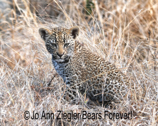 Shop Wyoming African Critters Photography Prints 8×10