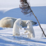 Shop Wyoming Polar Bears Photography Prints 8×10