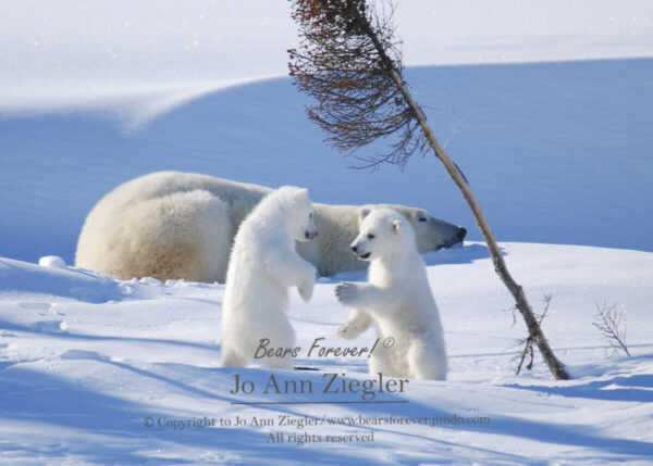 Shop Wyoming Polar Bears Photography Prints 5×7