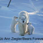 Shop Wyoming Polar Bears Photography Prints 8×10