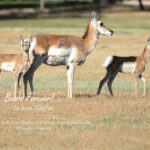 Shop Wyoming Buffalo & Antelope Critters Photography Prints 8×10