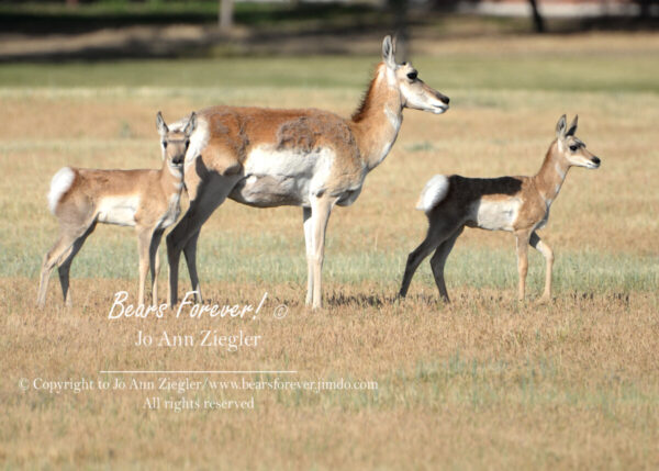 Shop Wyoming Buffalo & Antelope Critters Photography Prints 5X7