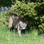 Shop Wyoming Mountain Lions & Lynx Photography Prints 8×10