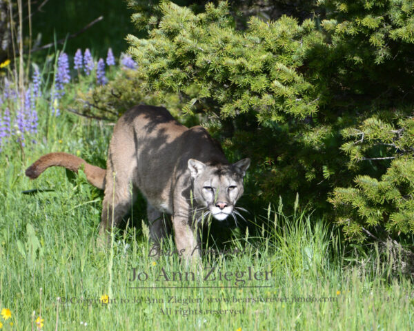 Shop Wyoming Mountain Lions & Lynx Photography Prints 8×10