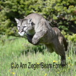 Shop Wyoming Mountain Lions & Lynx Photography Prints 8×10