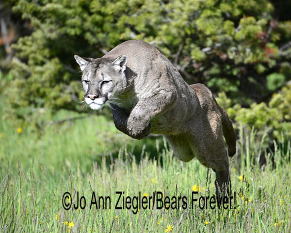Shop Wyoming Mountain Lions & Lynx Photography Prints 8×10