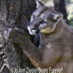 Shop Wyoming Mountain Lions & Lynx Photography Prints 5×7