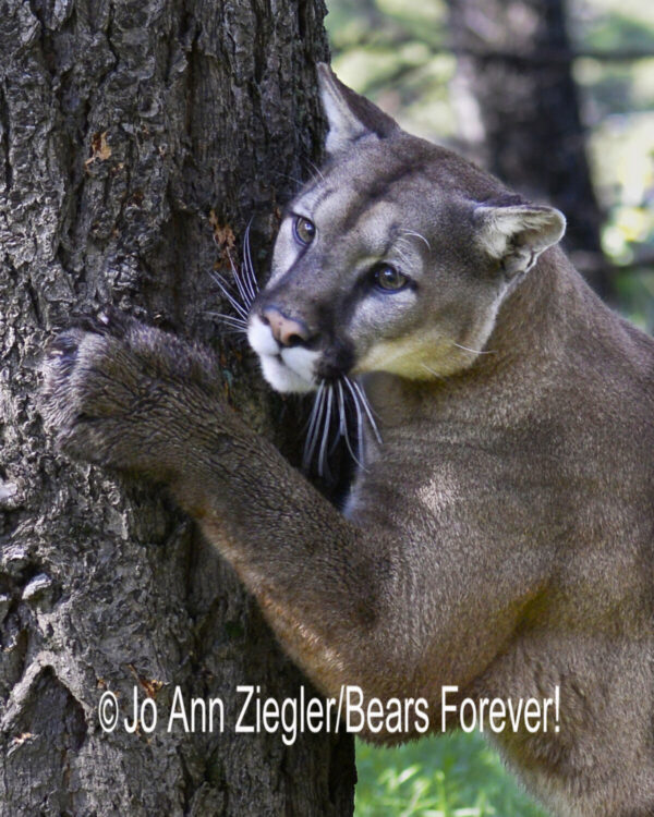 Shop Wyoming Mountain Lions & Lynx Photography Prints 8×10