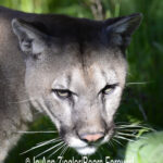 Shop Wyoming Mountain Lions & Lynx Photography Prints 5×7