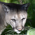 Shop Wyoming Mountain Lions & Lynx Photography Prints 8×10