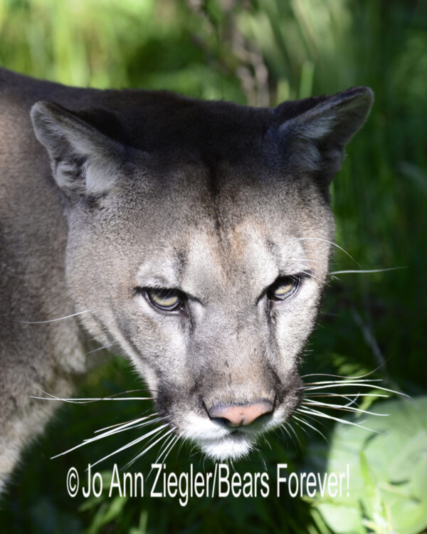 Shop Wyoming Mountain Lions & Lynx Photography Prints 8×10