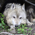 Shop Wyoming Wolf Critters Photography Prints 8×10