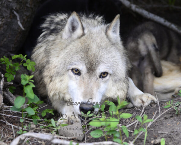 Shop Wyoming Wolf Critters Photography Prints 5×7