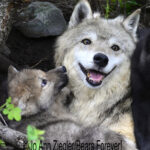 Shop Wyoming Wolf Critters Photography Prints 8×10