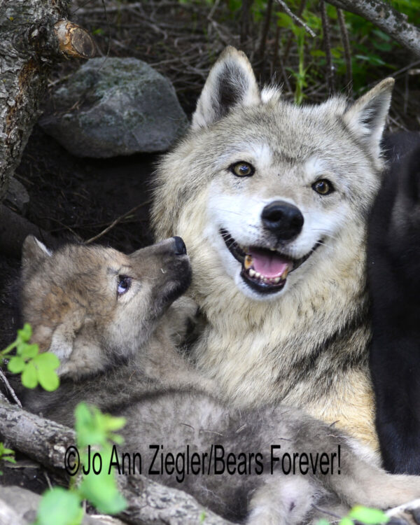 Shop Wyoming Wolf Critters Photography Prints 5×7