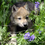 Shop Wyoming Wolf Critters Photography Prints 5×7