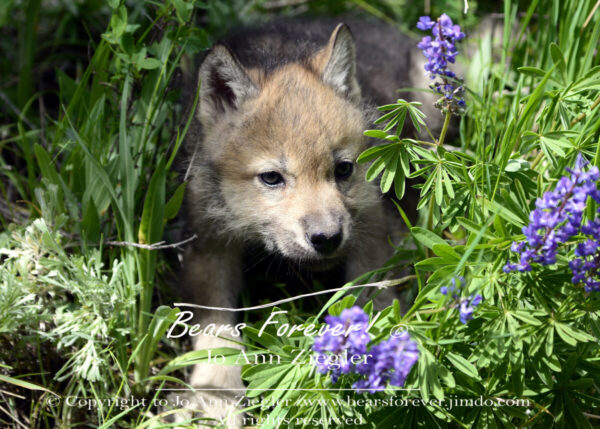 Shop Wyoming Wolf Critters Photography Prints 5×7