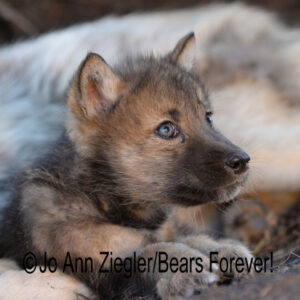 Shop Wyoming Wolf Critters Photography Prints 8×10