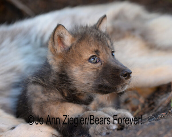 Shop Wyoming Wolf Critters Photography Prints 5×7