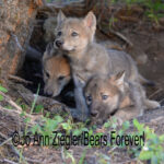 Shop Wyoming Wolf Critters Photography Prints 5×7