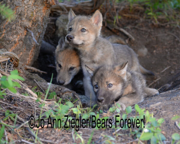 Shop Wyoming Wolf Critters Photography Prints 5×7