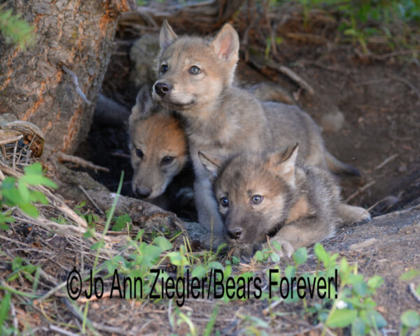 Shop Wyoming Wolf Critters Photography Prints 8×10