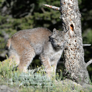 Shop Wyoming Mountain Lions & Lynx Photography Prints 5×7