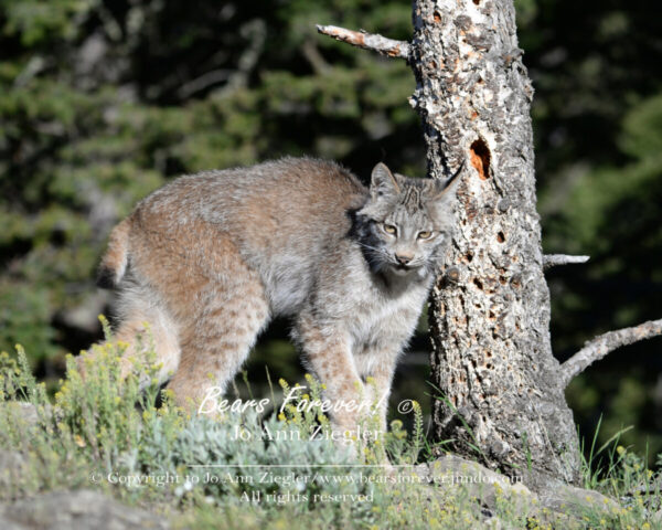 Shop Wyoming Mountain Lions & Lynx Photography Prints 8×10