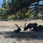 Shop Wyoming North American Grazers Photography Prints 8×10