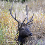 Shop Wyoming North American Grazers Photography Prints 8×10