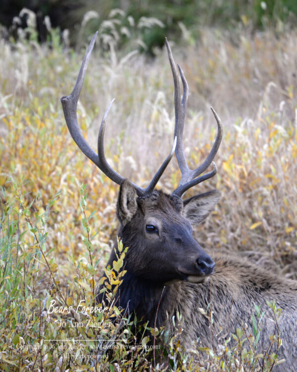 Shop Wyoming North American Grazers Photography Prints 8×10
