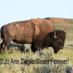 Shop Wyoming Buffalo & Antelope Critters Photography Prints 5X7