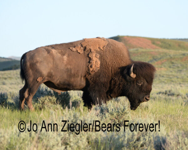 Shop Wyoming Buffalo & Antelope Critters Photography Prints 5X7