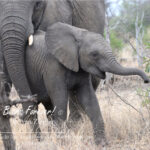 Shop Wyoming African Critters Photography Prints 8×10