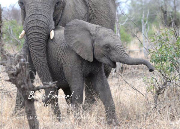 Shop Wyoming African Critters Photography Prints 8×10