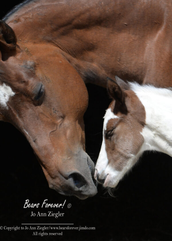 Shop Wyoming Fox & Horse Photography Prints 5X7