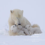 Shop Wyoming Polar Bears Photography Prints 8×10