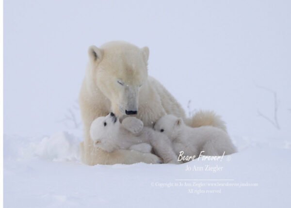 Shop Wyoming Polar Bears Photography Prints 5×7